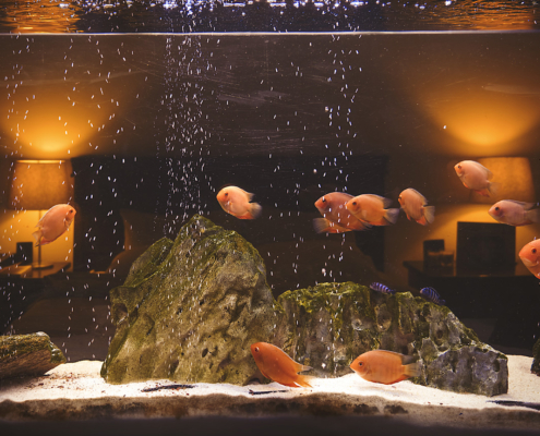 aquarium dans pièce de vie