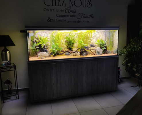 frontosa, plante, aquatlantis aquarium