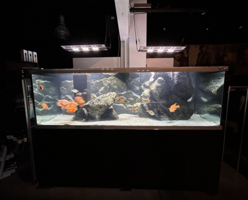 Aquarium cichlidé 2500 litres.