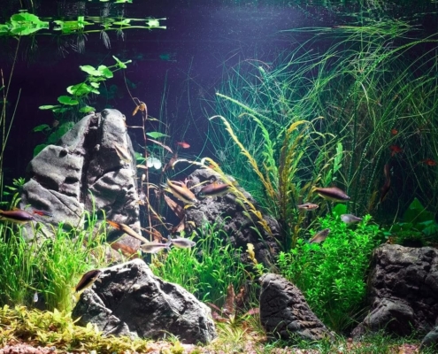 Aquascaping