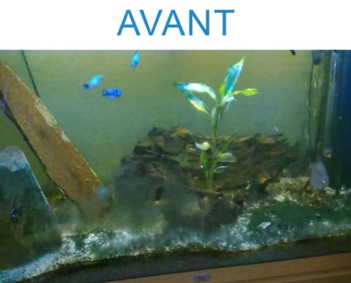 juwel aquarium, dépannage, invasion d'algue