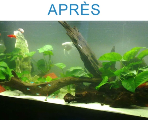 rénovation aquarium