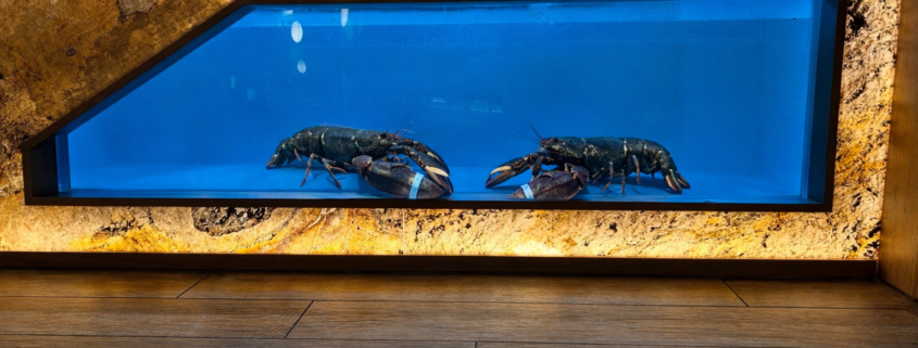 homarium 1000litres entretenu par locafish