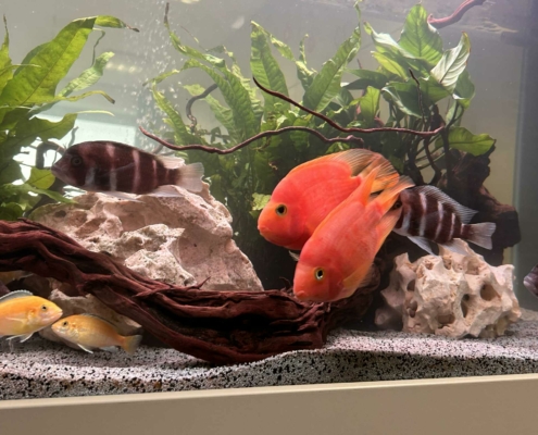 aquarium hopital citadelle locafish