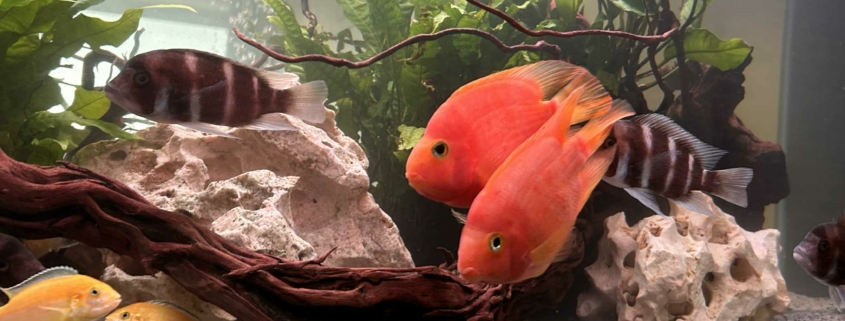 aquarium hopital citadelle locafish