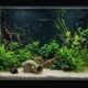 aquarium 2400 litres planté