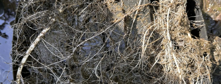 pompose oase aquamax encrassée